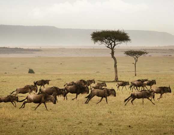 7 Days Tanzania Migration Safari