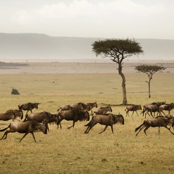 7 Days Tanzania Migration Safari