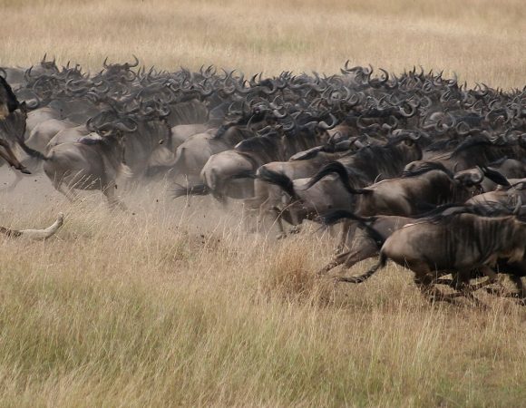 9 Days Tanzania Migration Safari