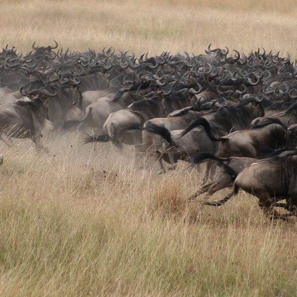 9 Days Tanzania Migration Safari