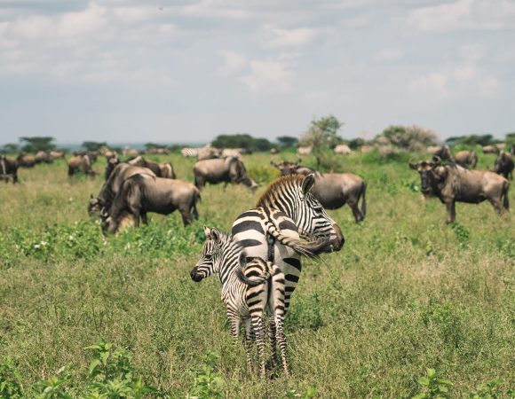 8 Days Tanzania Migration Safari