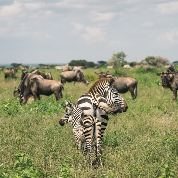 8 Days Tanzania Migration Safari