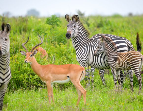 Arusha National Park Full Day Tour