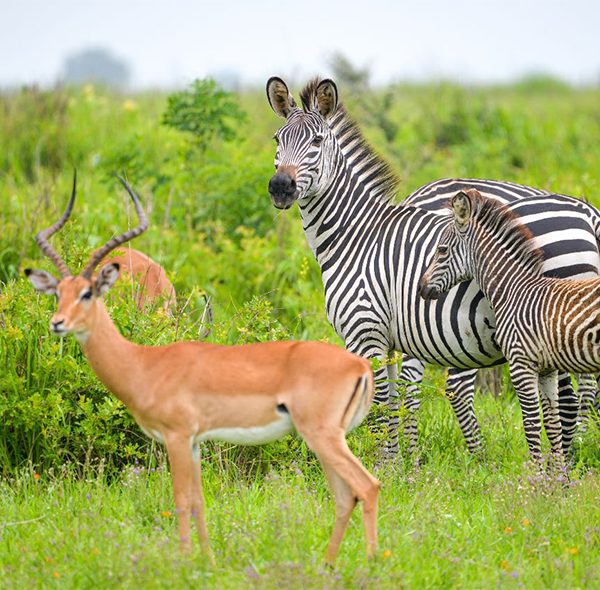 Arusha National Park Full Day Tour