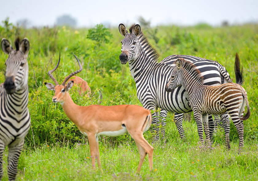 Arusha National Park Full Day Tour