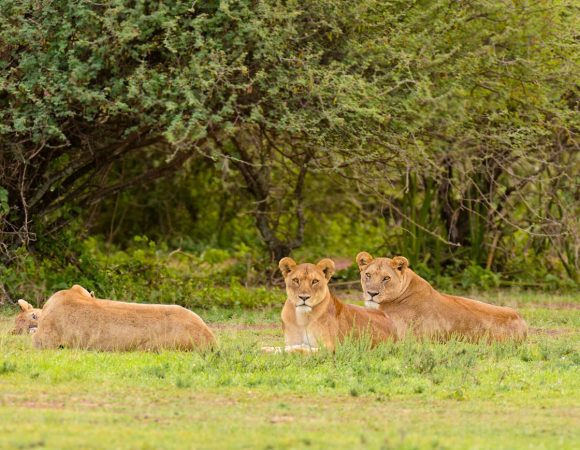 6 Days Tanzania Family Safari