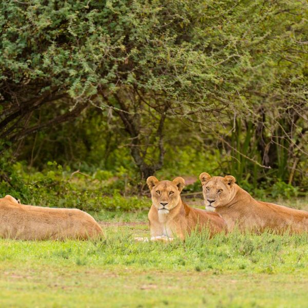 6 Days Tanzania Family Safari