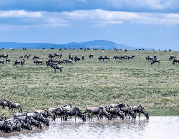 7 Days Tanzania Safari Experience