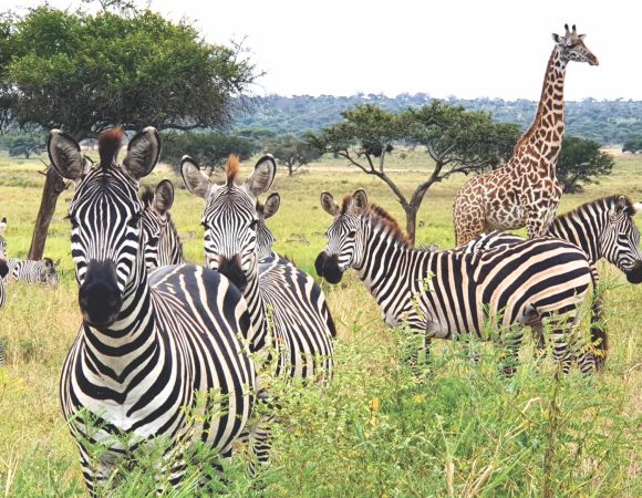 3 Days Tanzania Private Camping Safari