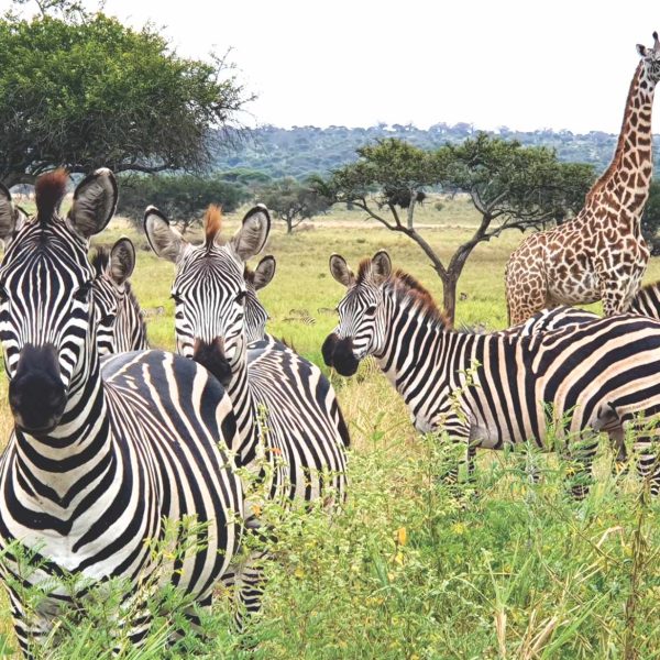 3 Days Tanzania Private Camping Safari