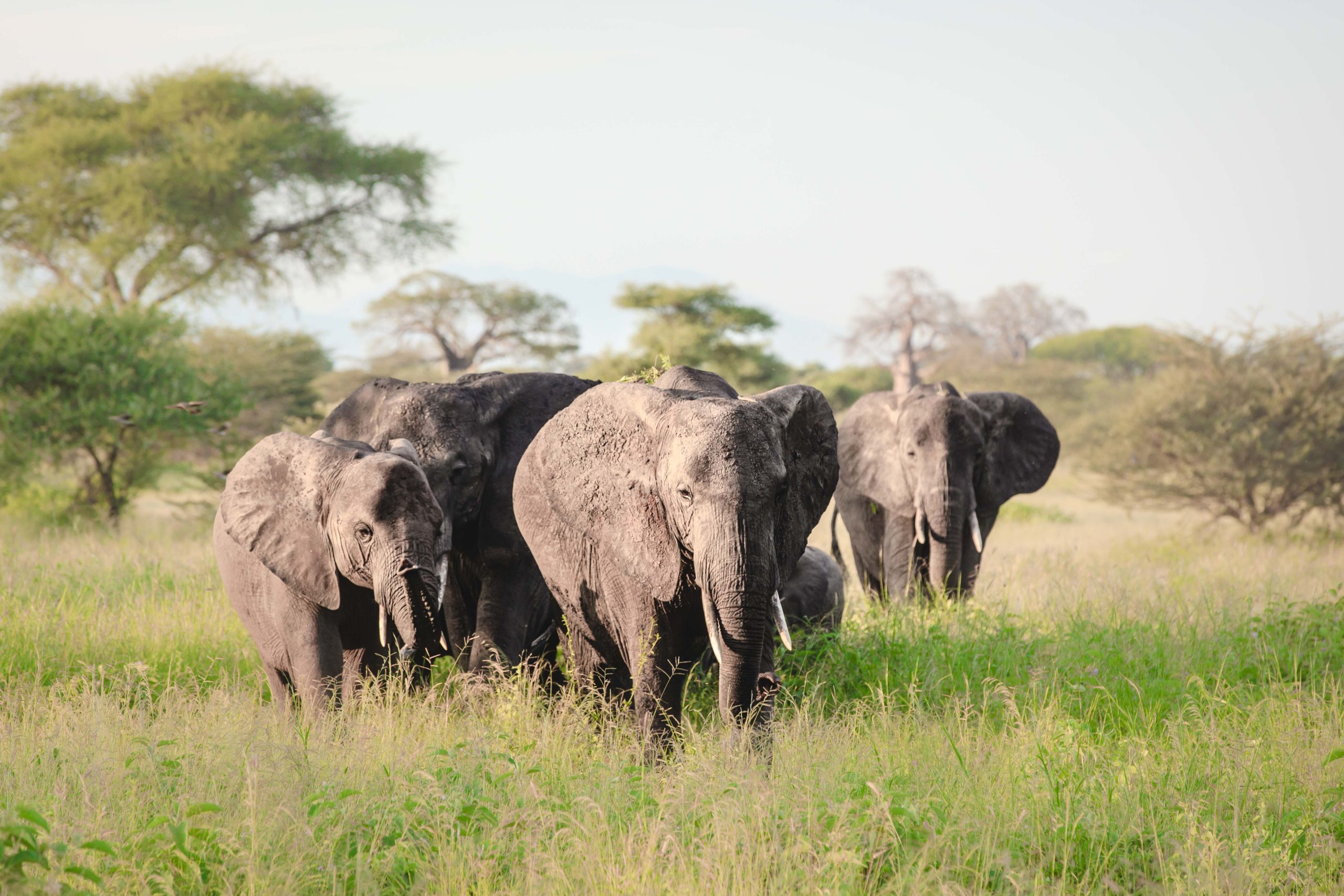 Tarangire National Park