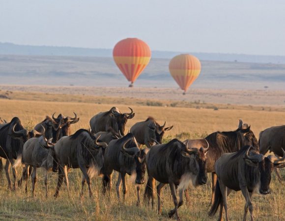 Hot Air Balloon Safari