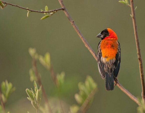 Tanzania Bird Watching Safari