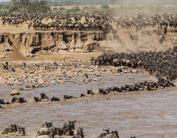 Serengeti Migration