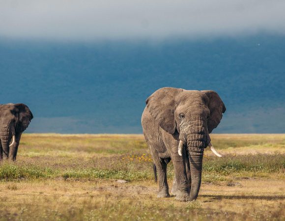 3 Day Tanzania safari holidays