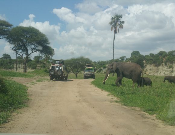 3 Day Tanzania Family Budget Safari