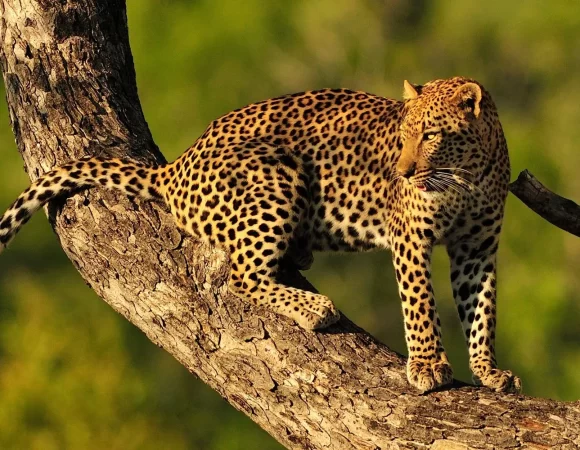 4 Days Affordable Tanzania safari