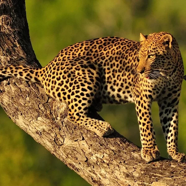 4 Days Affordable Tanzania safari