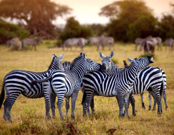 5 Day Tanzania Couple Safari Holidays