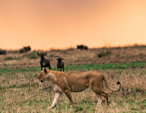 5 Day Tanzania Private Lodge Safari