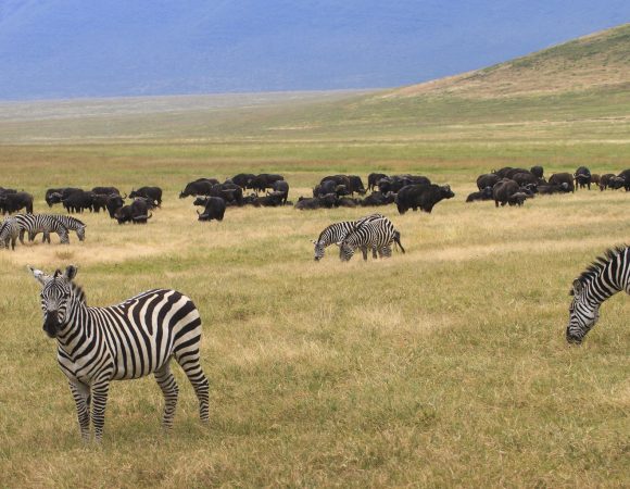 2 Days Tanzania Camping Safari