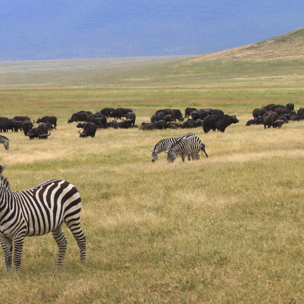 2 Days Tanzania Camping Safari