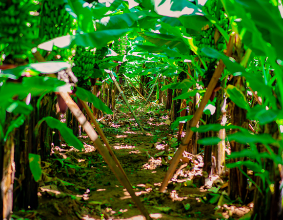 Banana Farm  and Kikuletwa Hot Spring Day Tour