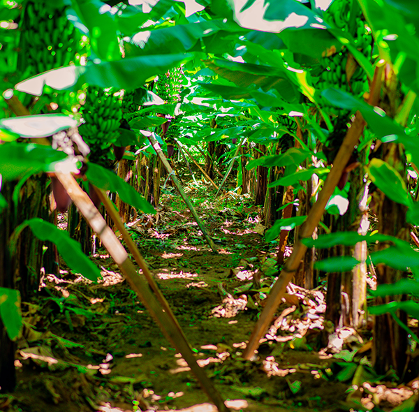 Banana Farm  and Kikuletwa Hot Spring Day Tour