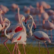 best time for tanzania safari