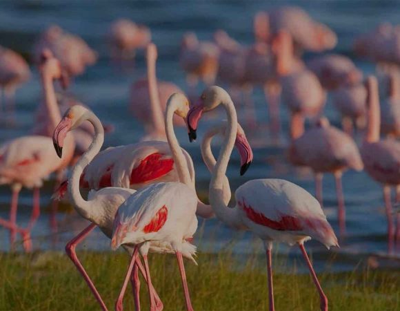 Best Time for Tanzania Safari: A Month-by-Month Guide