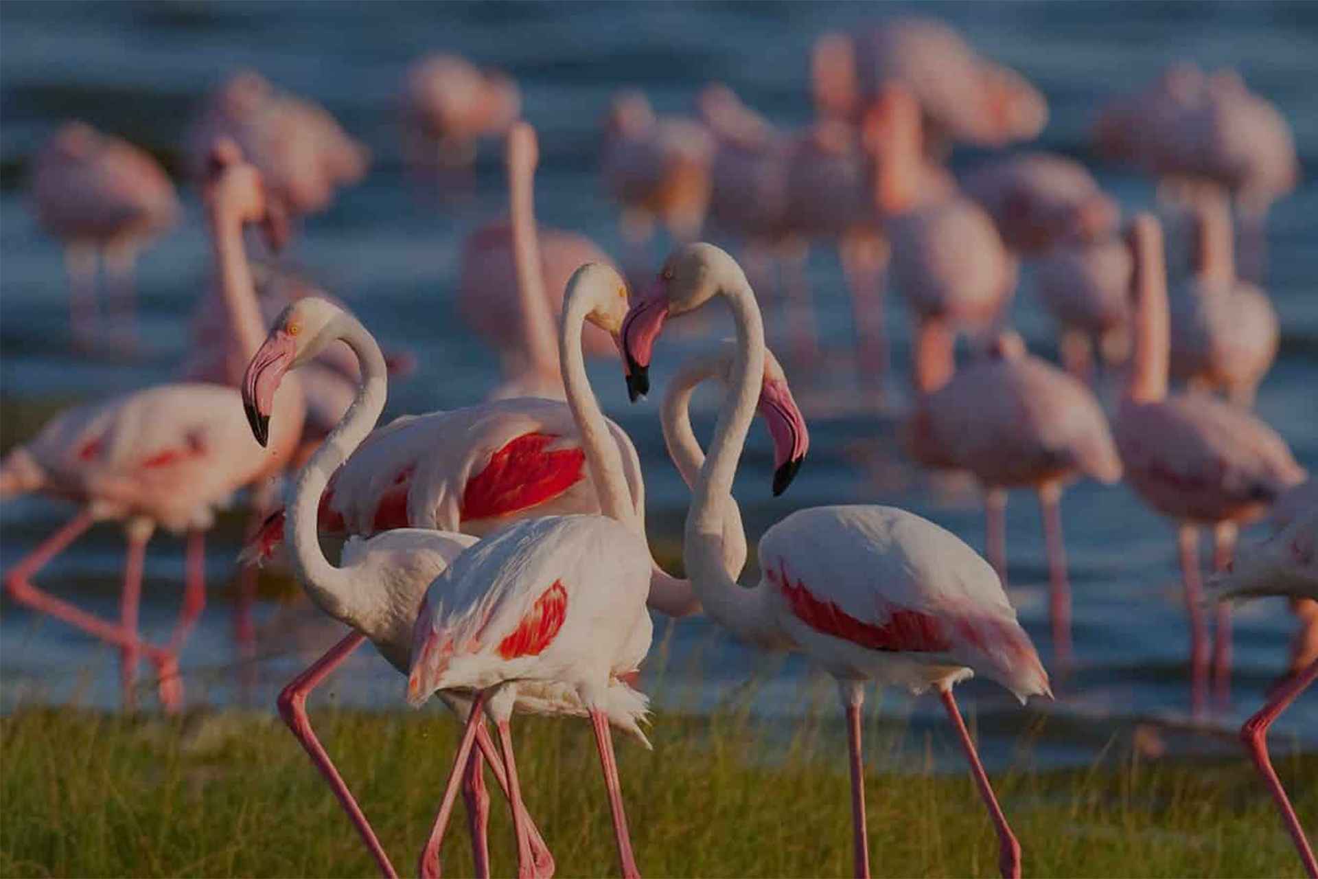 Lake Manyara National Park