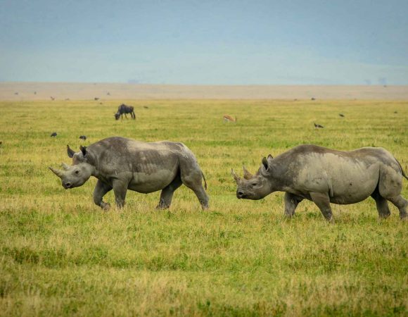 3 Days Tanzania wildlife lodge safari