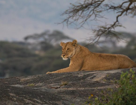 Tanzania Safari