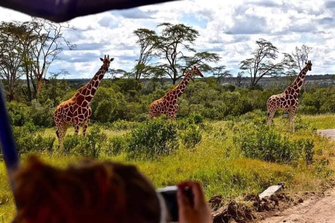 Lodge Safari