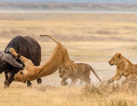 Why You Should Include Ngorongoro in Your Safari to Tanzania