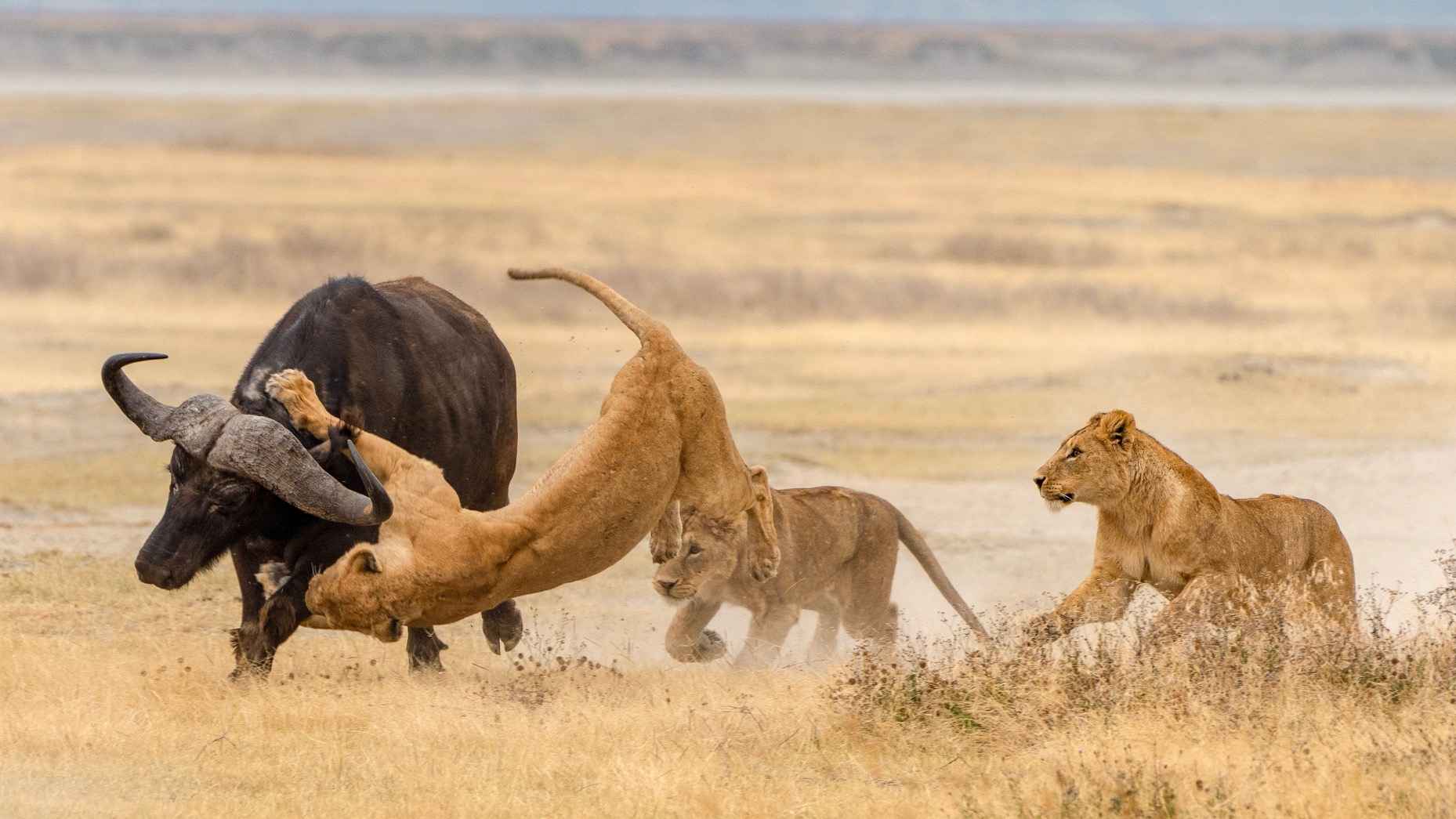 ngorongoro-safari_