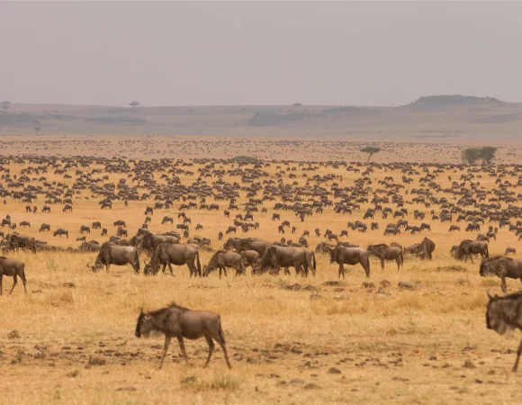 Why You Should Choose Serengeti National Park for Your Safari in Tanzania