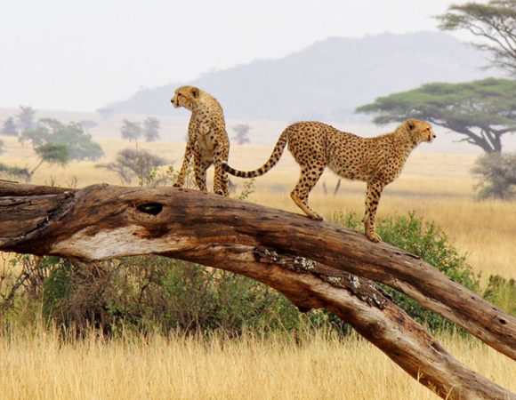 14 Days Tanzania Memorable safari