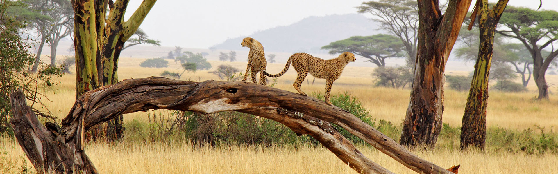 14 Days Tanzania Memorable safari