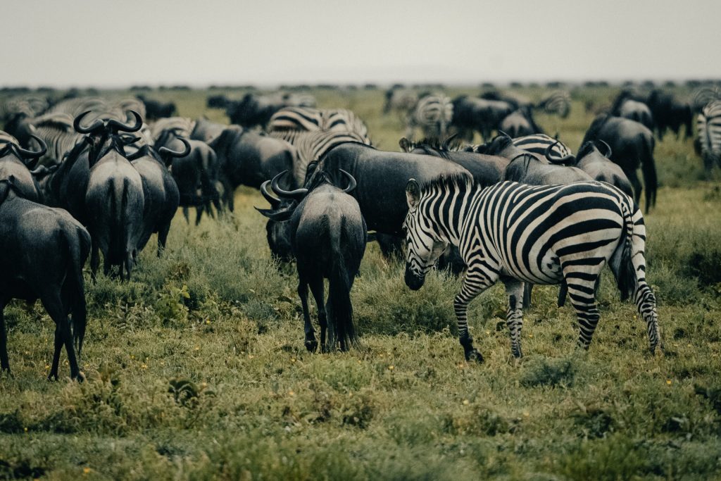 best time for tanzania safari
