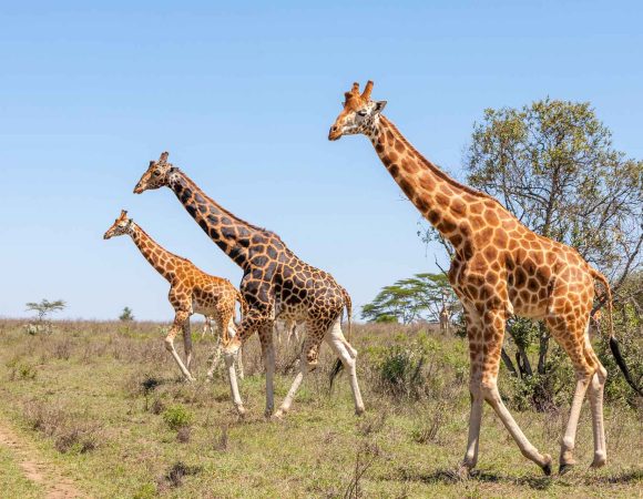 Choosing Between a Tanzania Private Tour and Group Safari