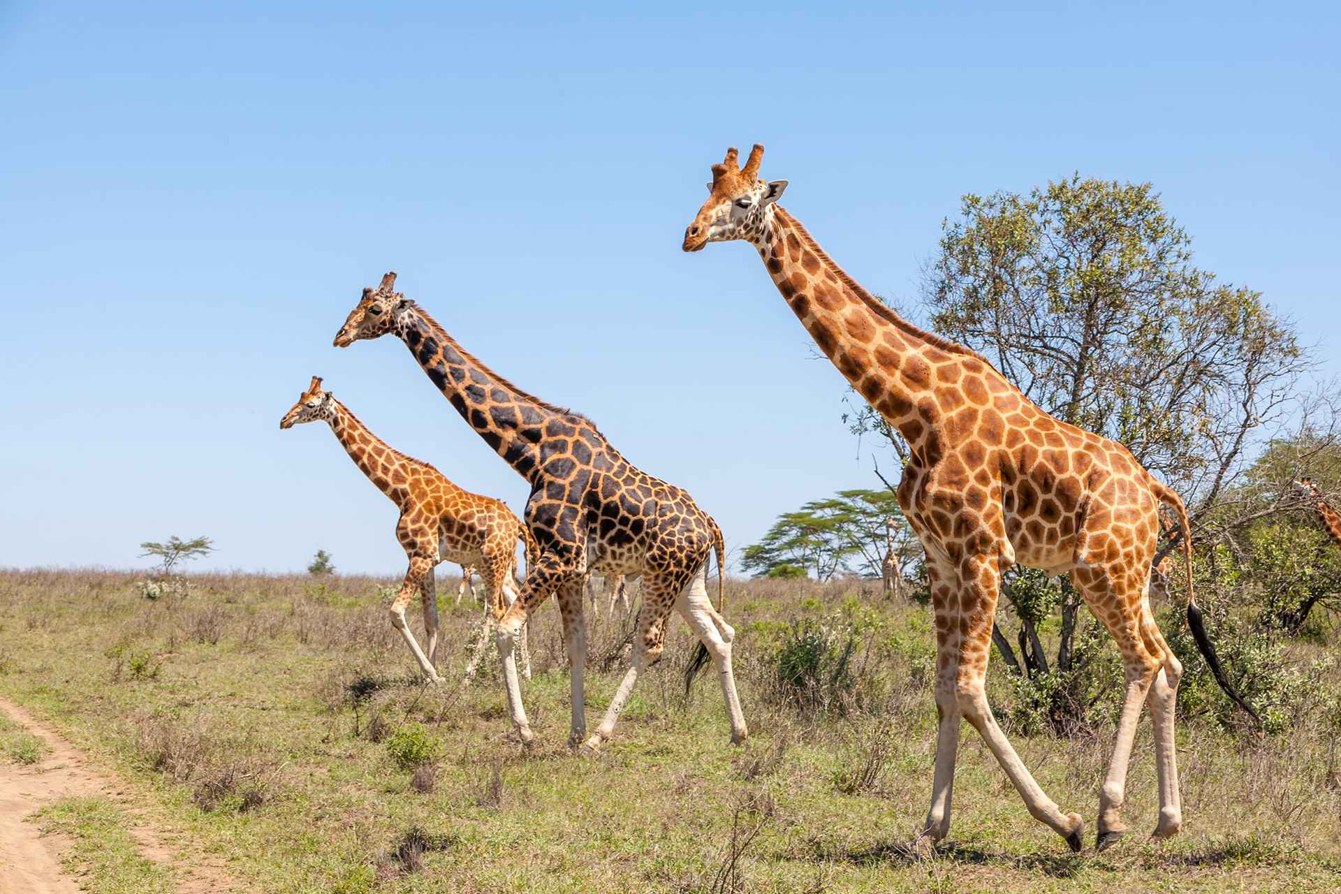 tanzania-private-safari-vs-group-safari_