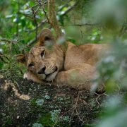 best Tanzania travel packages