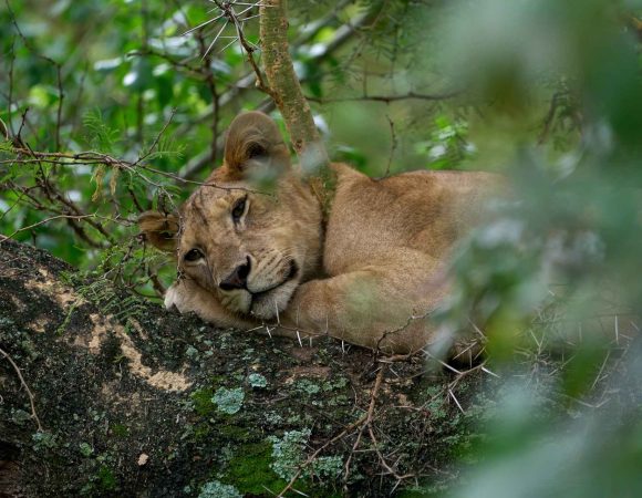 Discover the Best Tanzania Travel Packages with Kisambi Tours