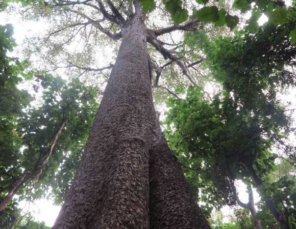 Rau Forest Reserve Night Tour