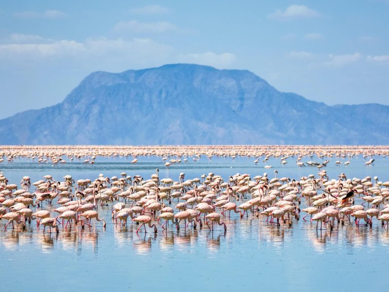 lake-natron-flamingos-mountain