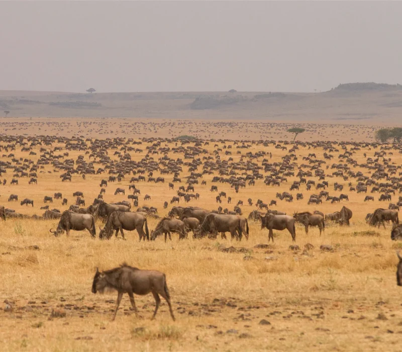 serengeti-plains-safari