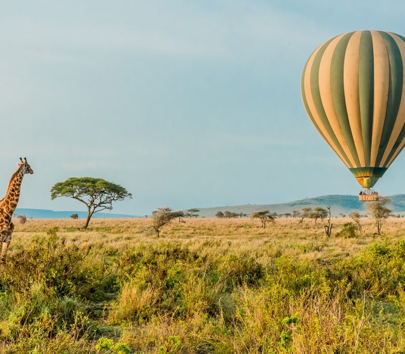 serengeti